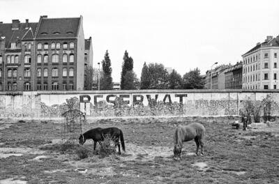 Pferde auf dem ehemaligen Grenzstreifen am Bethaniendamm 